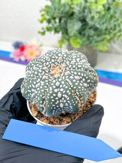 Astrophytum Super Kabuto (#T6C) | Nevada Botanical Shop | 3" Pot