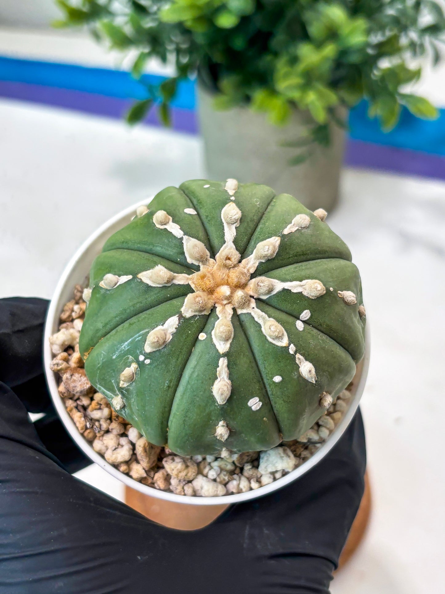 Astrophytum V-Type Nudum (T9) (p5) | Nevada Plant Seller