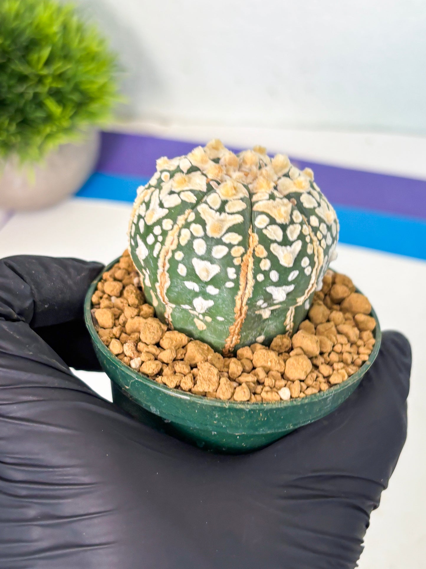 Astrophytum V-Type (at6) (r6) | Rare Star Cactus