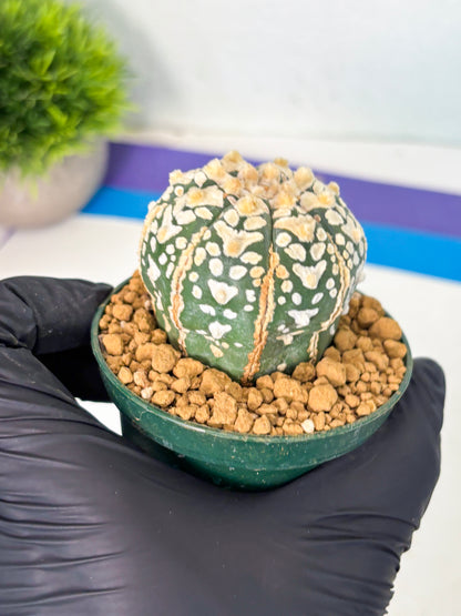 Astrophytum V-Type (at6) (r6) | Rare Star Cactus