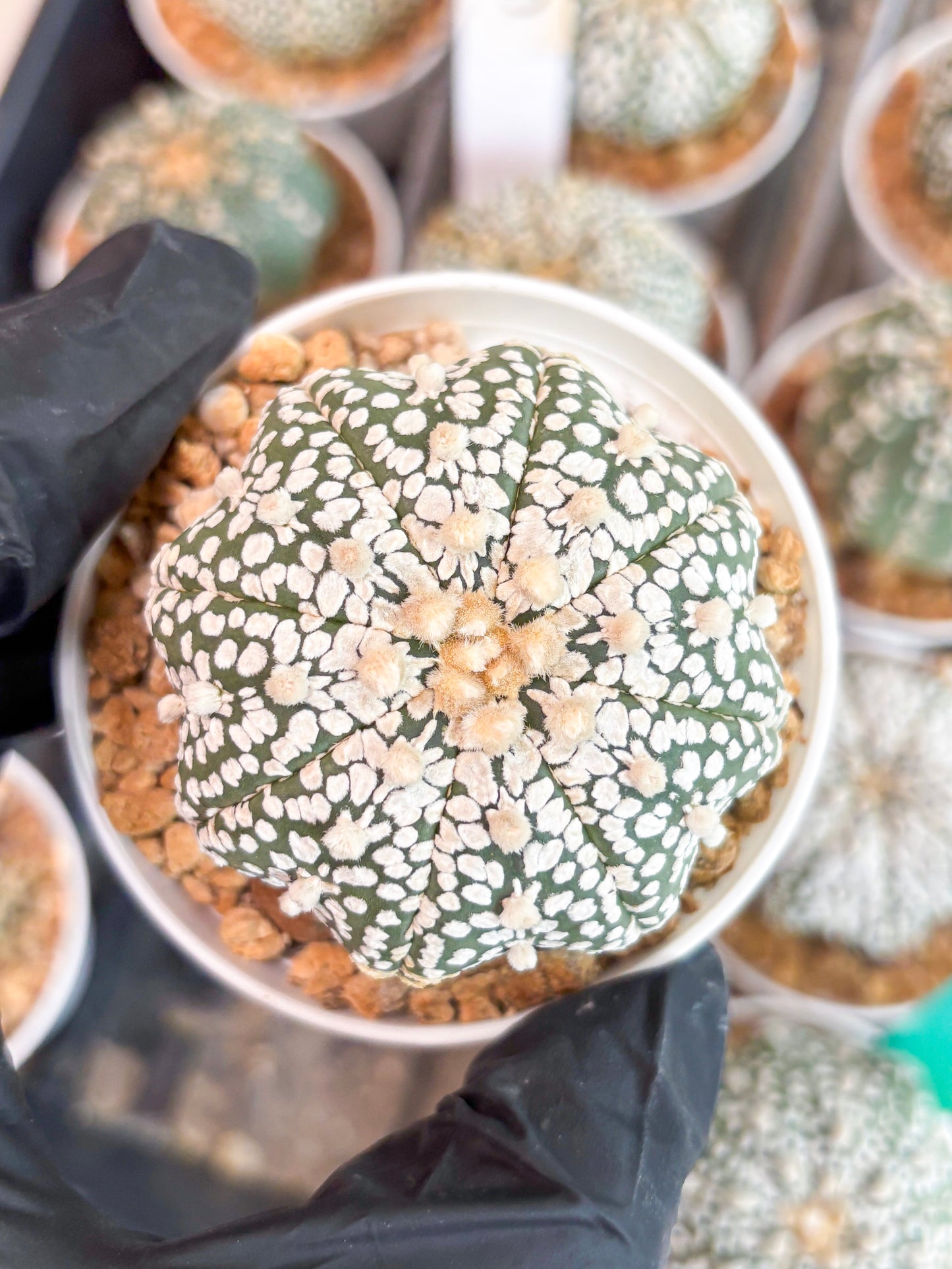 Astrophytum Super Kabuto (t12) (r1) | 3" Pot