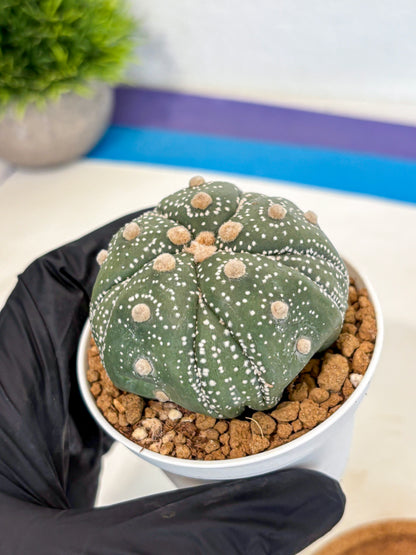 Astrophytum 5-Ribs (at7) (r1) | Living Rocks