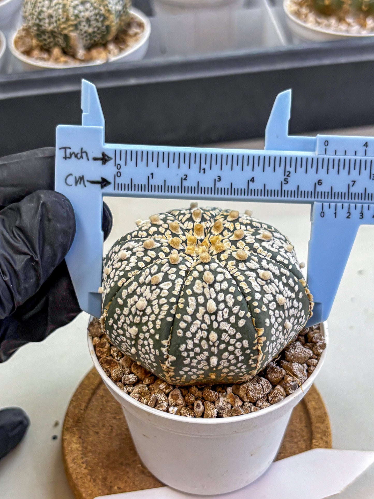Astrophytum Super Kabuto (at1) (15) | Collection Plant | Rare Cactus