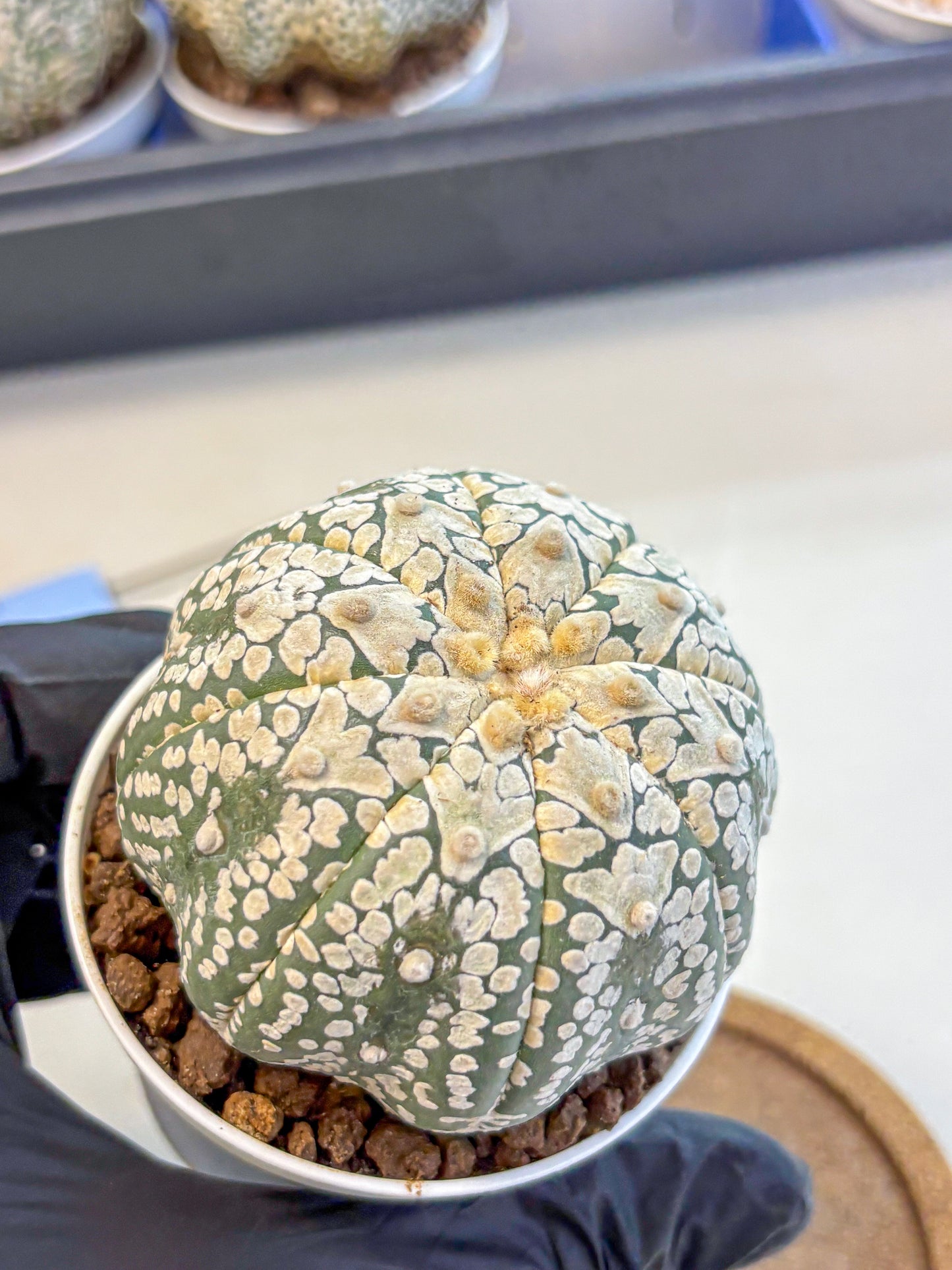 Astrophytum V Type (at4) (15) | Star Cactus