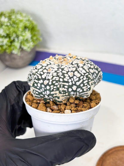 Astrophytum Star Shape (at3) (r5) | Rare Cactus