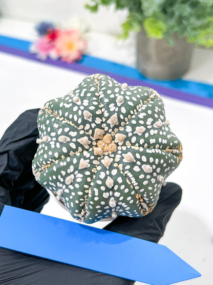Astrophytum Super Kabuto (#T6C) | Nevada Botanical Shop | 3" Pot
