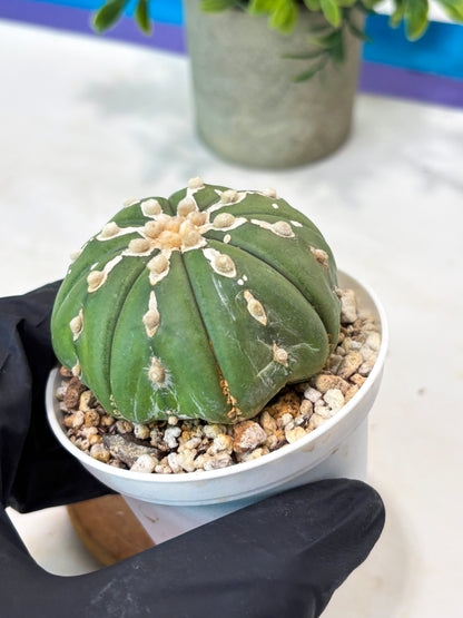 Astrophytum V-Type Nudum (T9) (p5) | Nevada Plant Seller