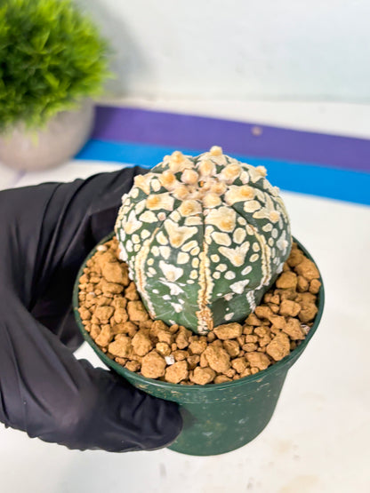 Astrophytum V-Type (at6) (r6) | Rare Star Cactus