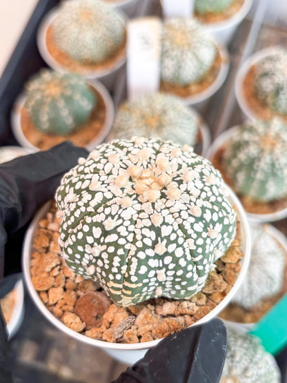 Astrophytum Super Kabuto (t12) (r1) | 3" Pot