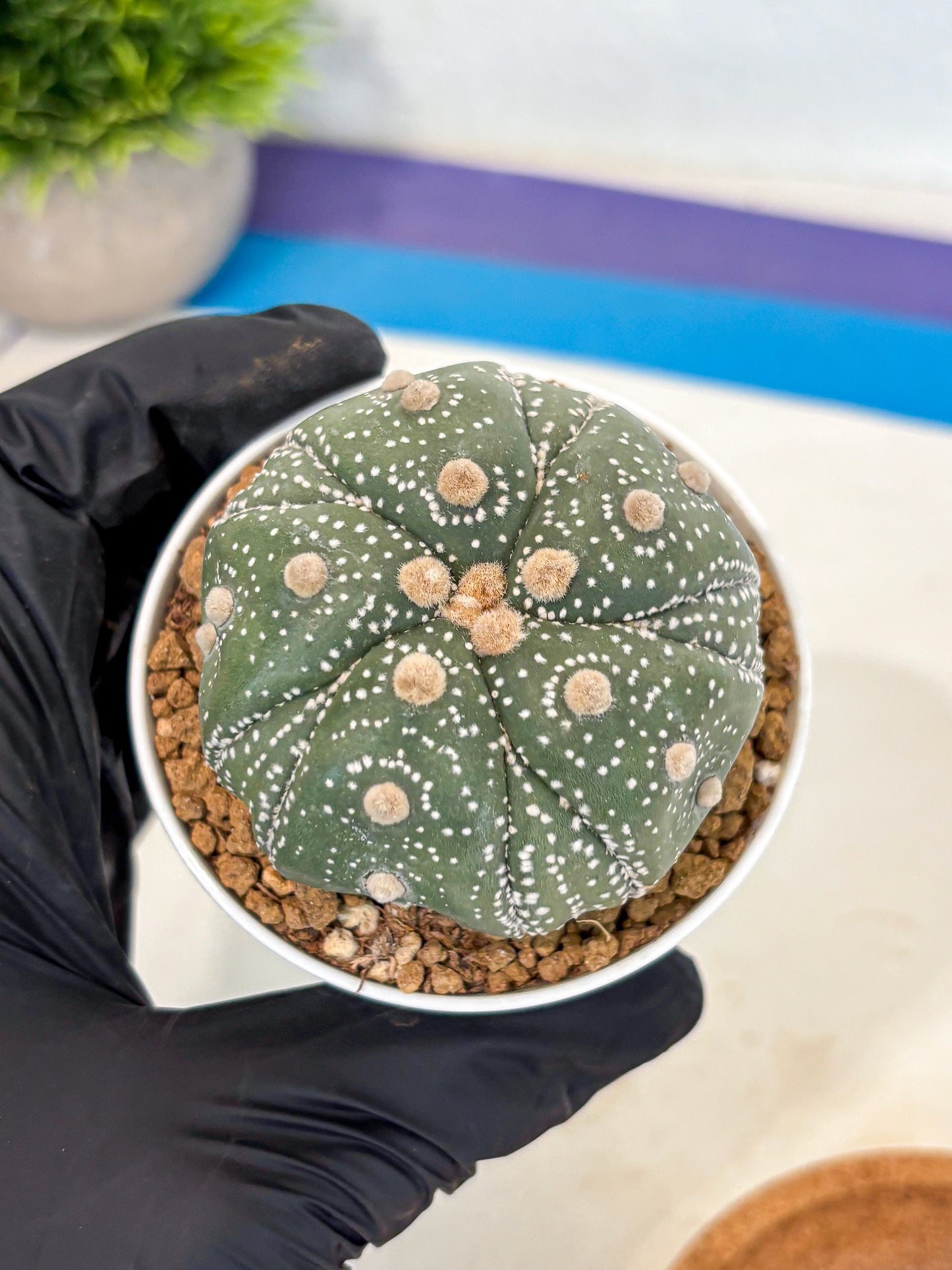 Astrophytum 5-Ribs (at7) (r1) | Living Rocks