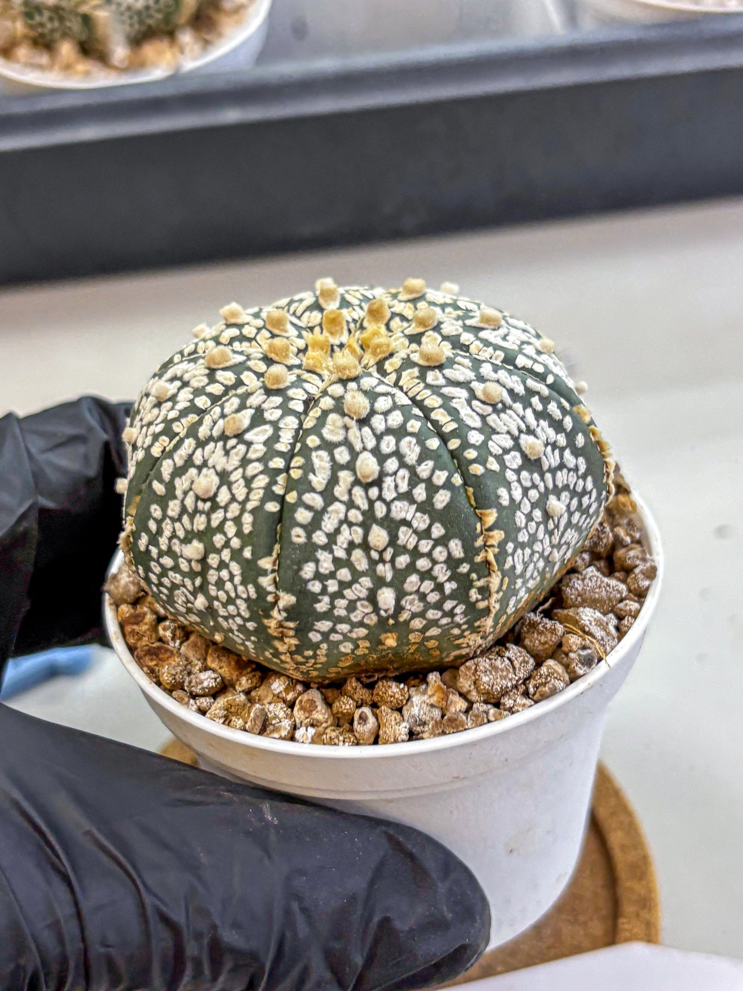 Astrophytum Super Kabuto (at1) (15) | Collection Plant | Rare Cactus
