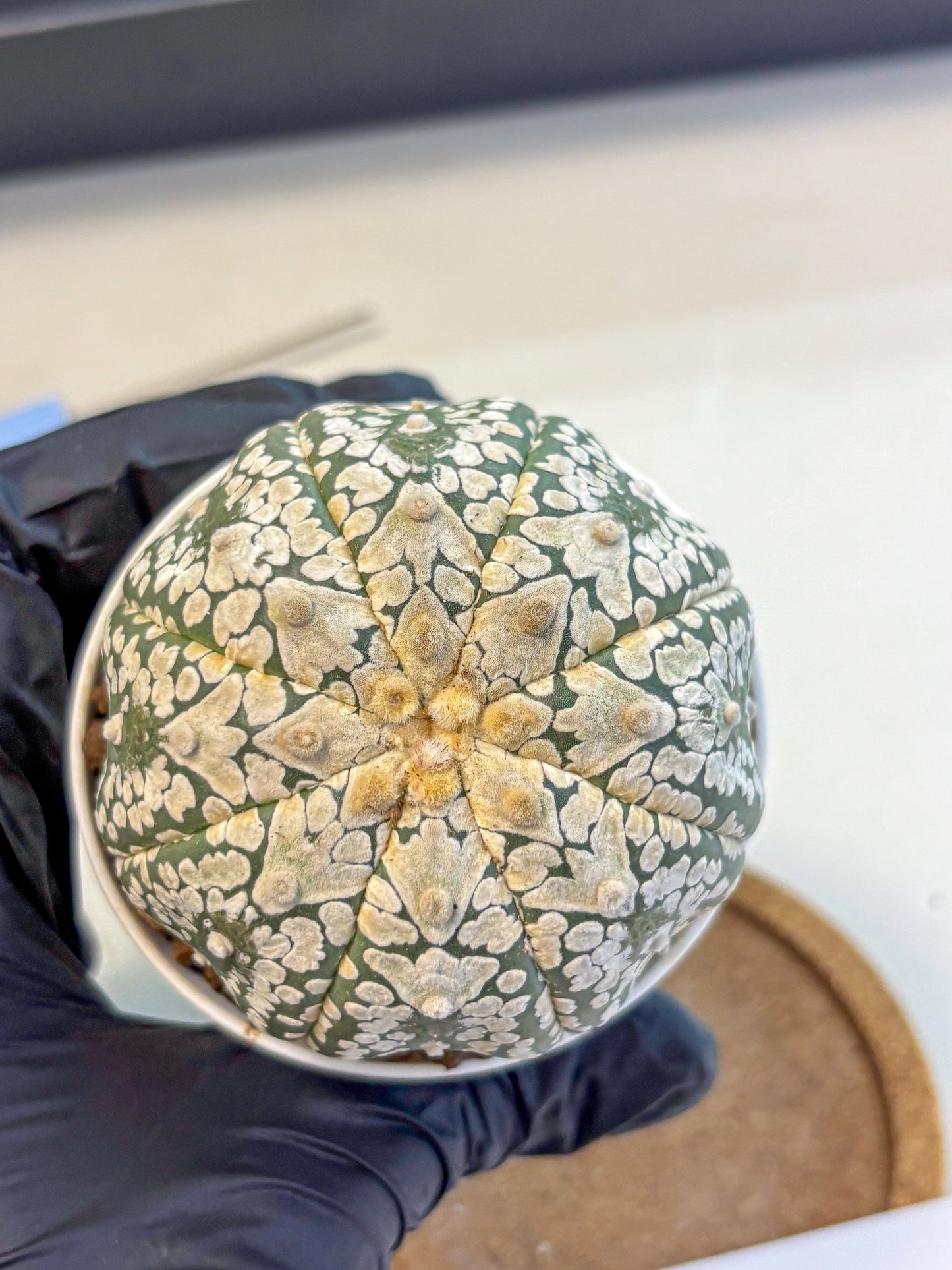 Astrophytum V Type (at4) (15) | Star Cactus