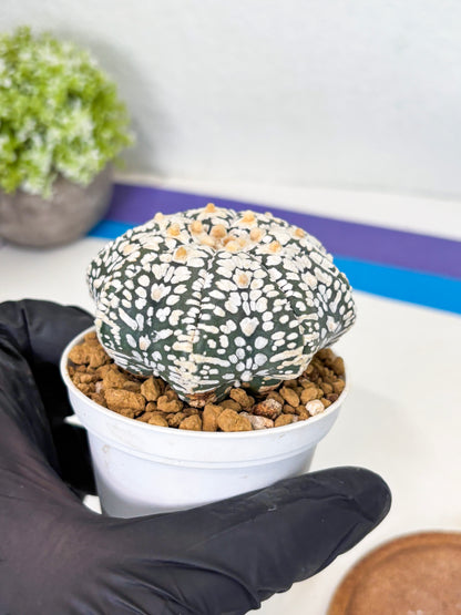 Astrophytum Star Shape (at3) (r5) | Rare Cactus