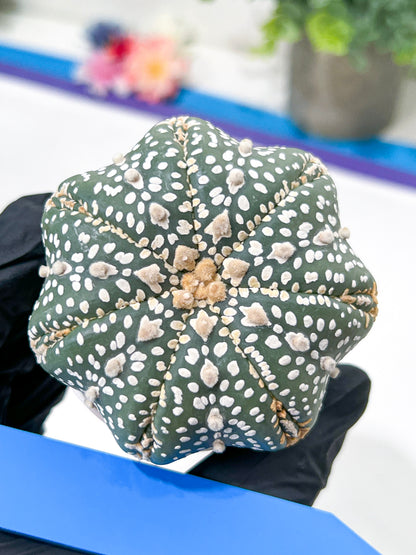 Astrophytum Super Kabuto (#T6C) | Nevada Botanical Shop | 3" Pot