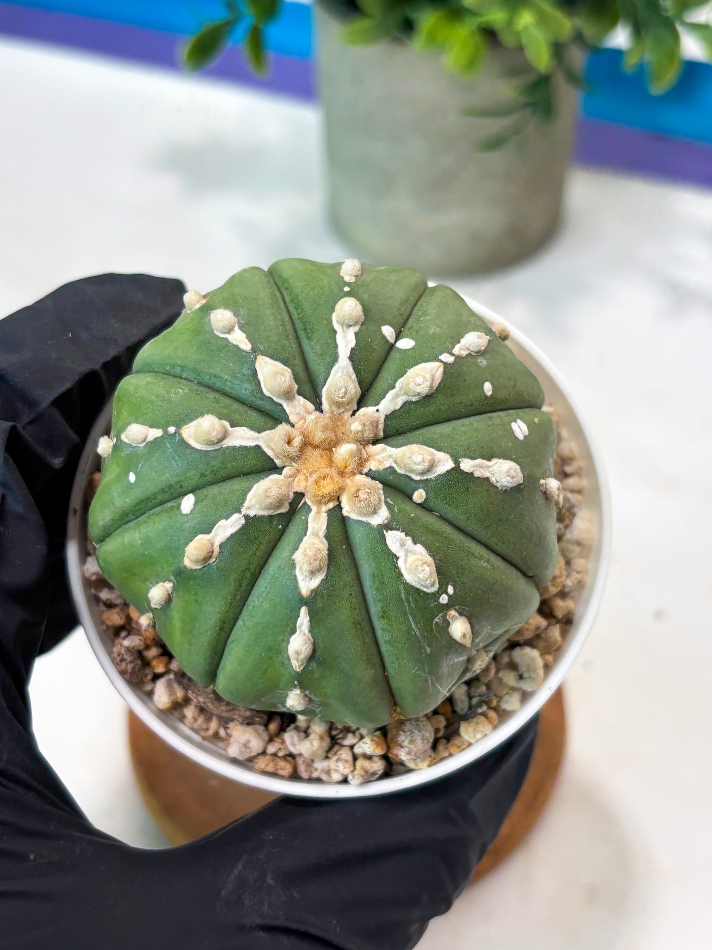 Astrophytum V-Type Nudum (T9) (p5) | Nevada Plant Seller