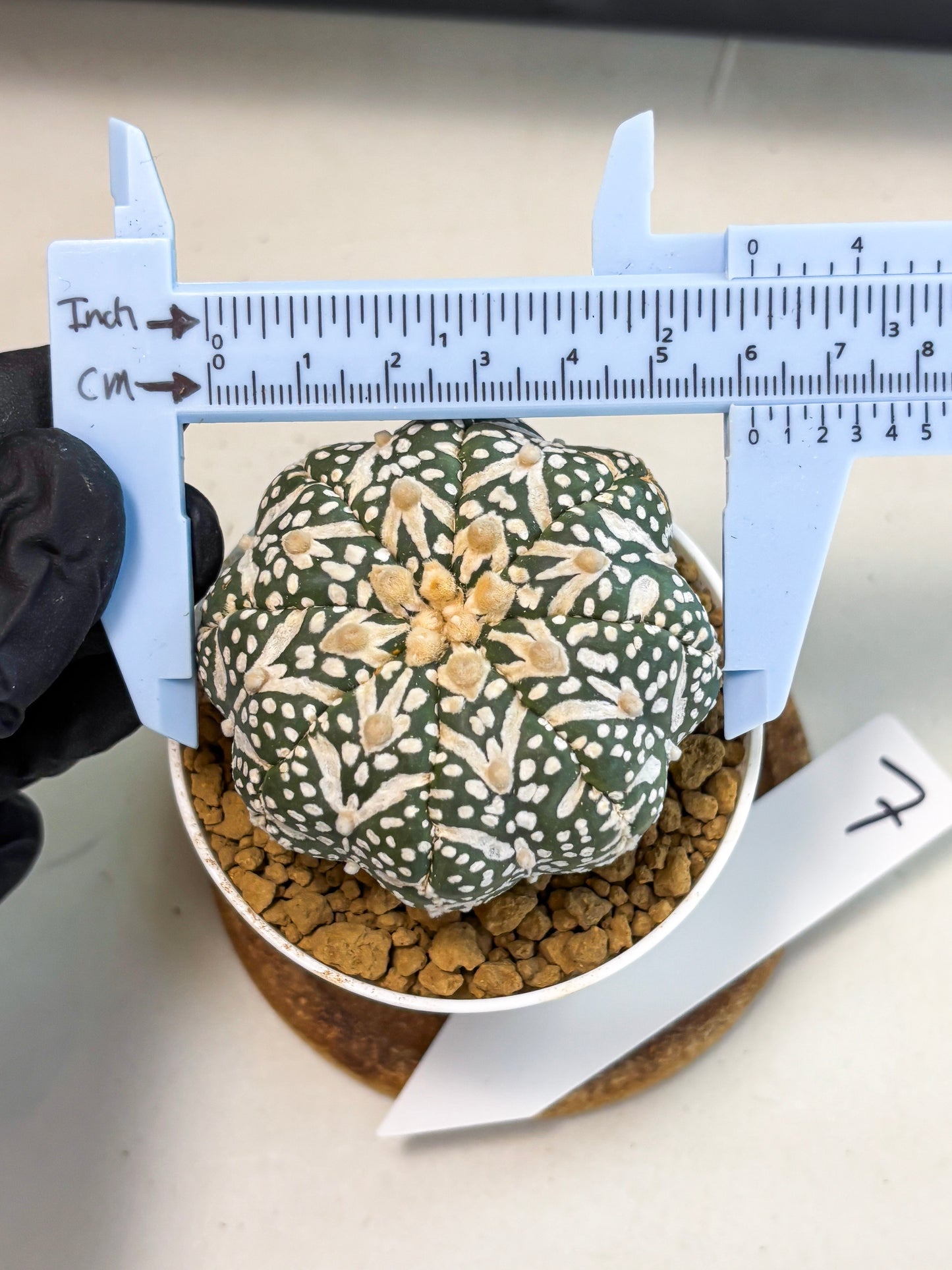 Astrophytum V-Type (at6) (r7) | Rare Star Cactus