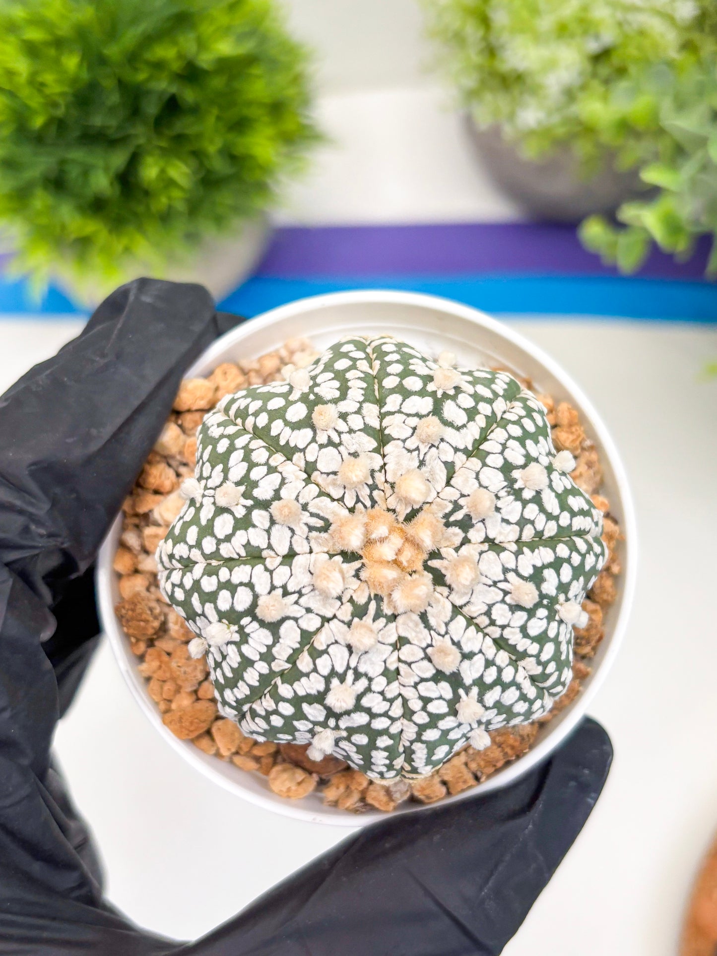 Astrophytum Super Kabuto (t12) (r1) | 3" Pot