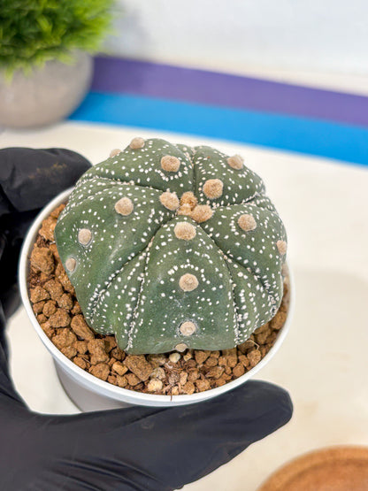 Astrophytum 5-Ribs (at7) (r1) | Living Rocks