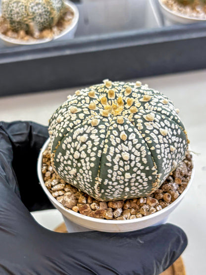Astrophytum Super Kabuto (at1) (15) | Collection Plant | Rare Cactus