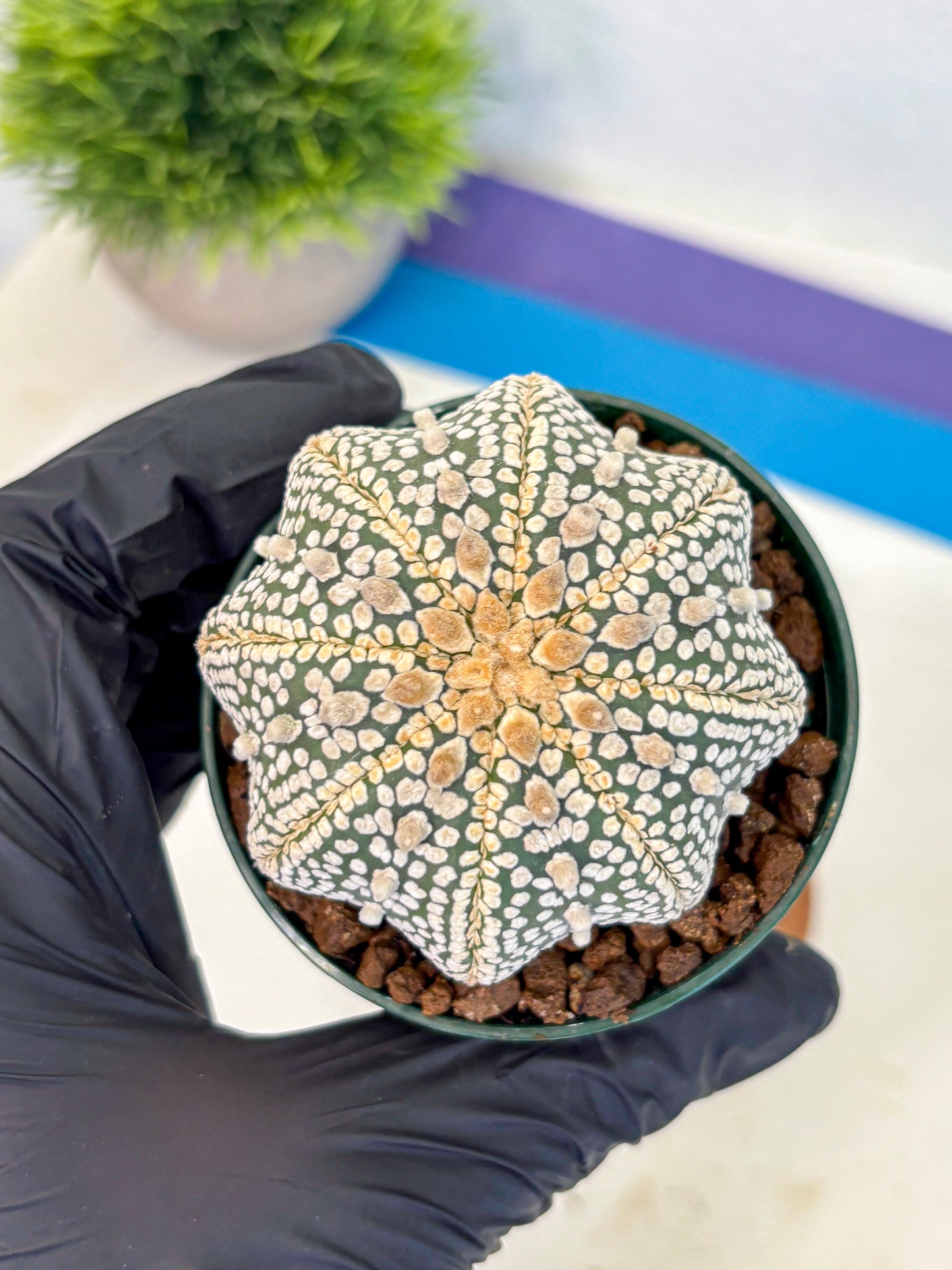 Astrophytum V Type (at5) (03) |  Sea urchin cactus