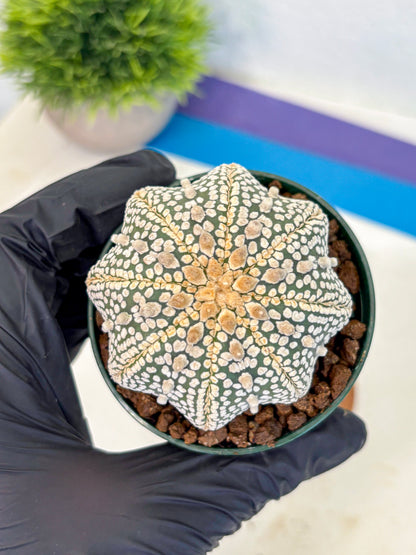 Astrophytum V Type (at5) (03) |  Sea urchin cactus