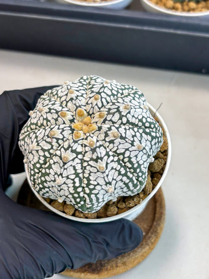 Astrophytum V-Type (at5) (p3) | Rare imported Plant