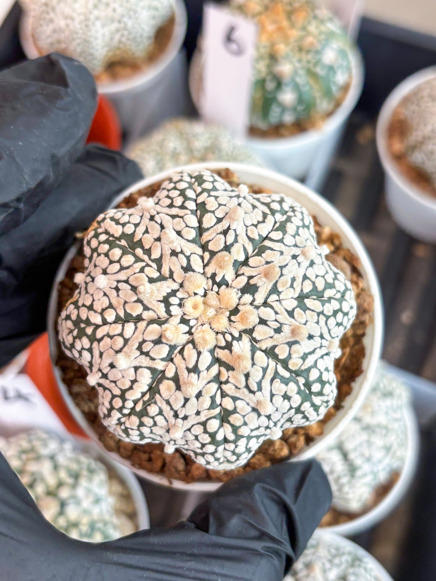 Astrophytum Super Kabuto V Type (T4) (b6) | Las Vegas Seller