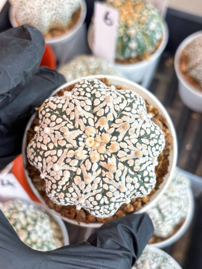 Astrophytum Super Kabuto V Type (T4) (b6) | Las Vegas Seller