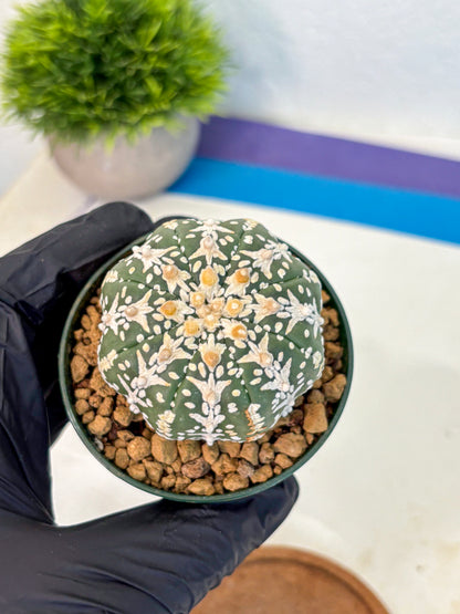 Astrophytum V Type (at2) (03) | Live Plant | Rare Collection