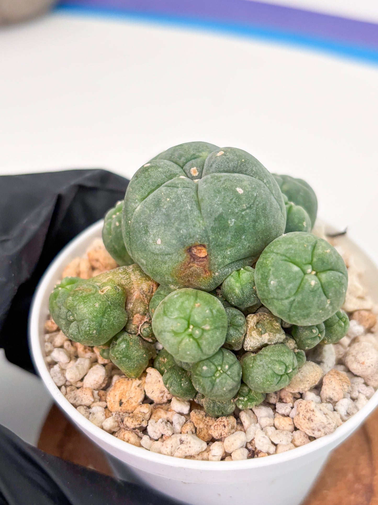 Spineless Cactus (Lo1) (g1) | For Advanced Growers