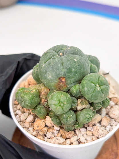 Spineless Cactus (Lo1) (g1) | For Advanced Growers