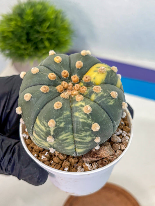 Astrophytum Variegated (at9) (03) | Rare Plant | Live Cactus