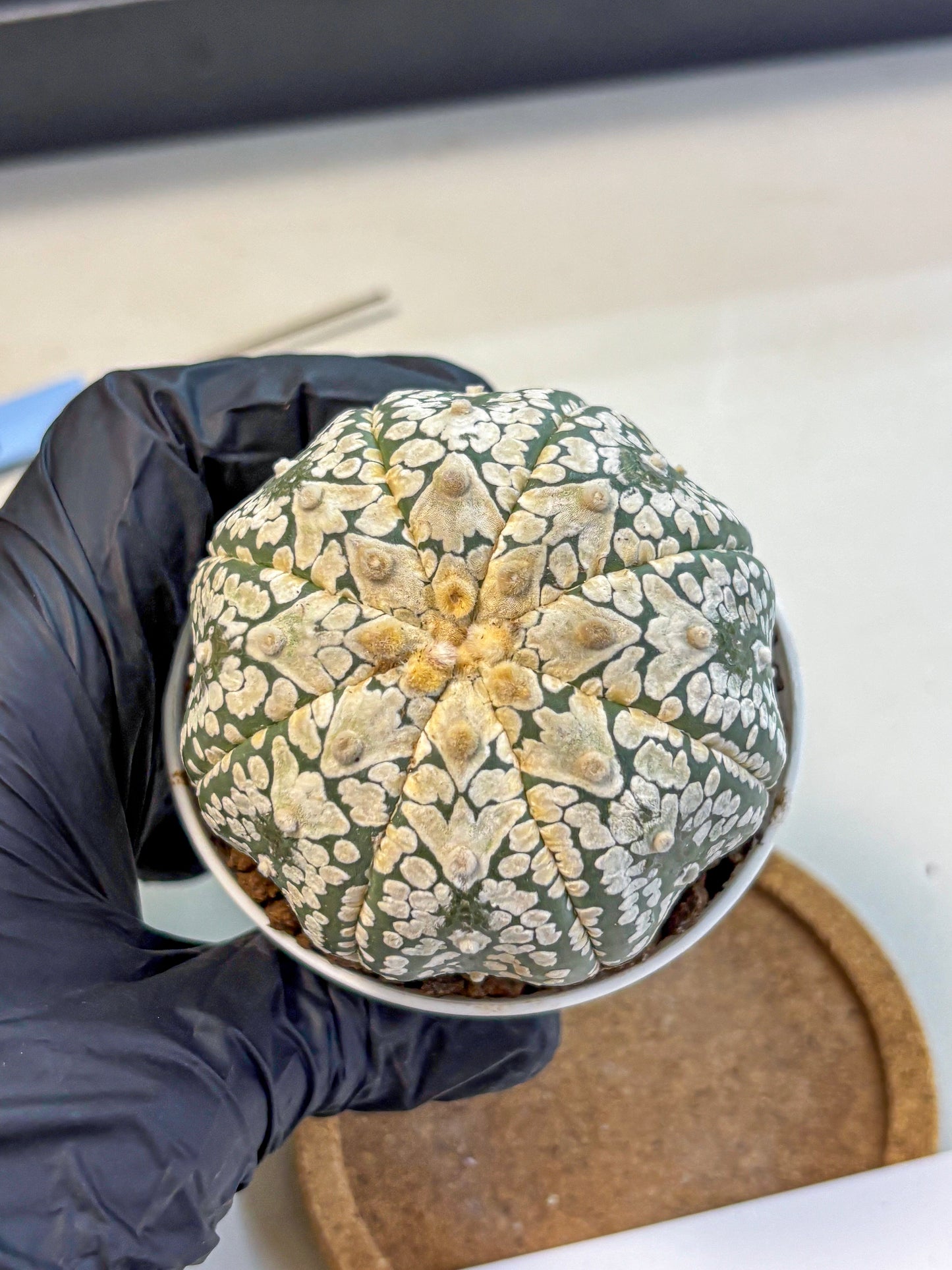 Astrophytum V Type (at4) (15) | Star Cactus