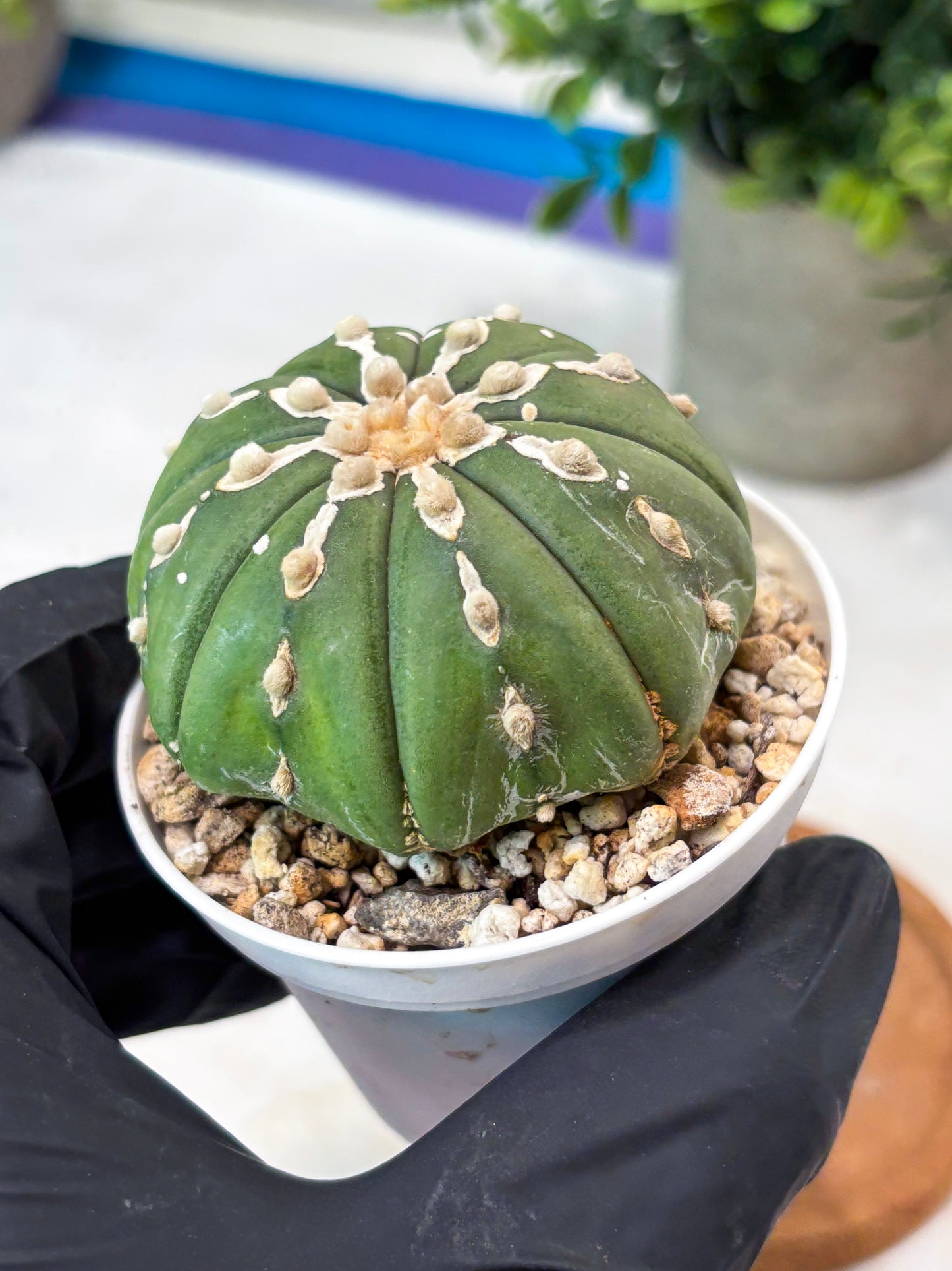 Astrophytum V-Type Nudum (T9) (p5) | Nevada Plant Seller