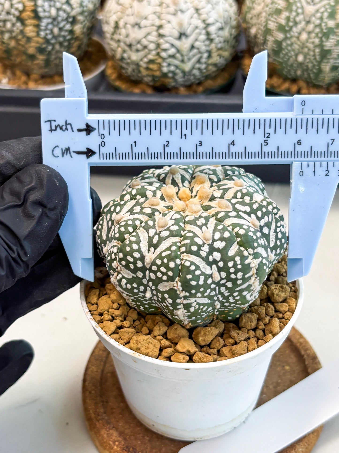 Astrophytum V-Type (at6) (r7) | Rare Star Cactus