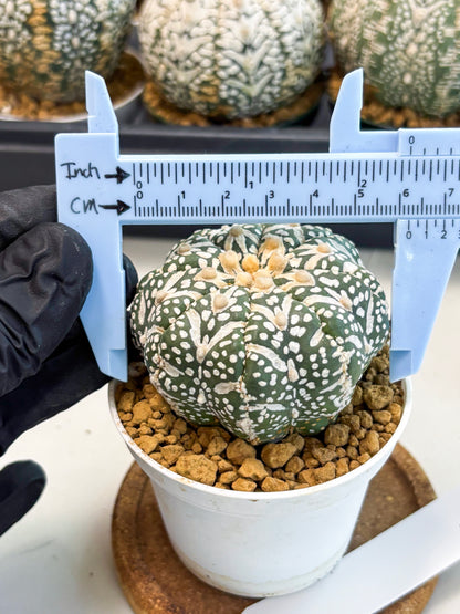 Astrophytum V-Type (at6) (r7) | Rare Star Cactus