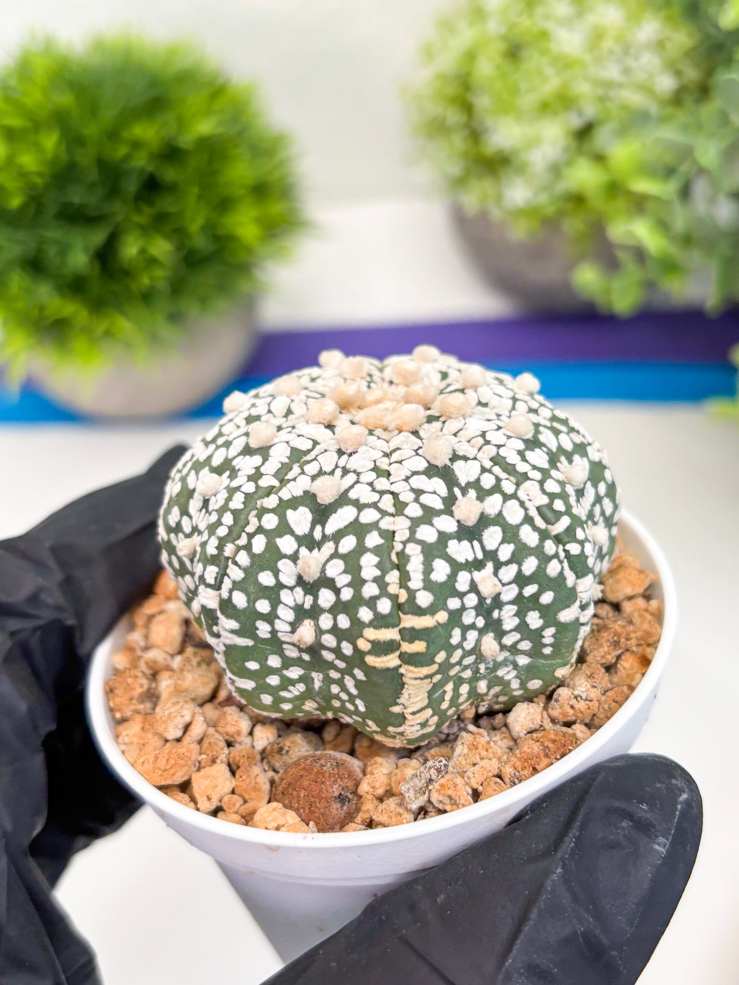 Astrophytum Super Kabuto (t12) (r1) | 3" Pot