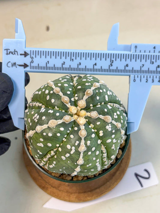Astrophytum 5-Ribs (at7) (r2) | Living Rocks