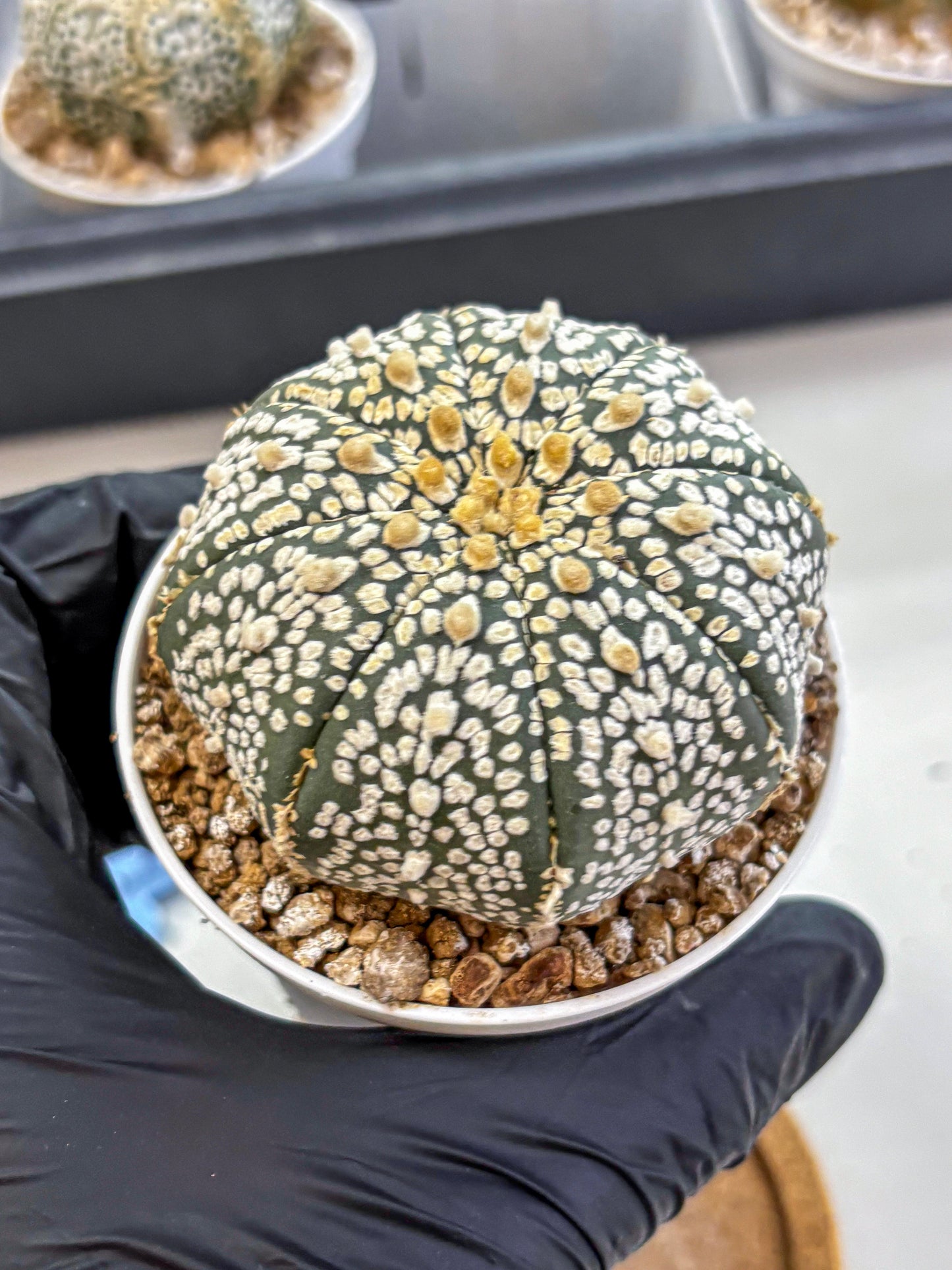 Astrophytum Super Kabuto (at1) (15) | Collection Plant | Rare Cactus