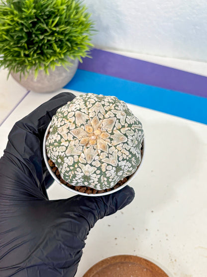 Astrophytum V Type (at4) (15) | Star Cactus