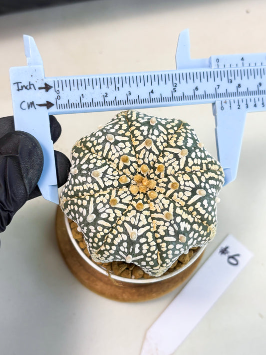 Astrophytum Star Shape (at3) (r6) | Rare Cactus