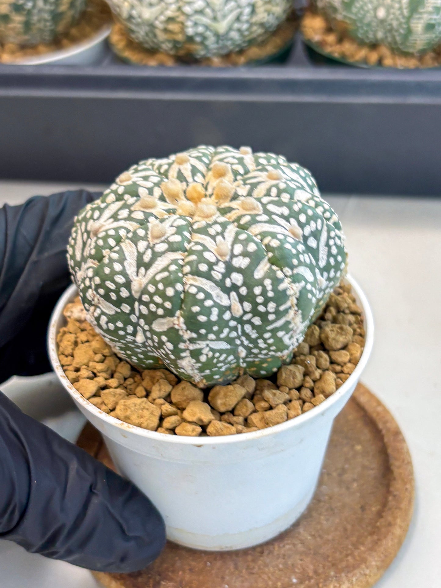 Astrophytum V-Type (at6) (r7) | Rare Star Cactus