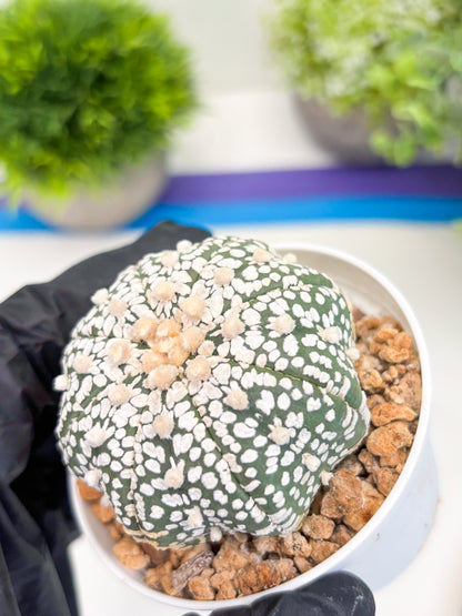 Astrophytum Super Kabuto (t12) (r1) | 3" Pot