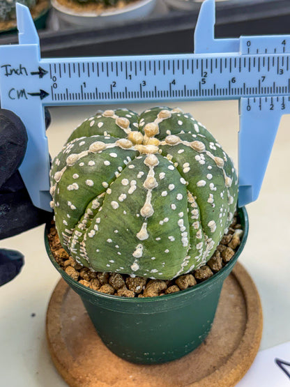 Astrophytum 5-Ribs (at7) (r2) | Living Rocks