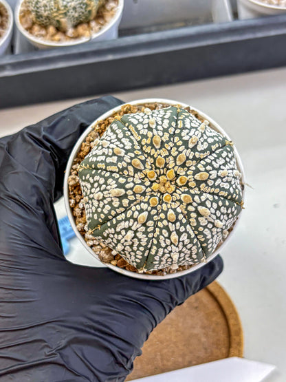 Astrophytum Super Kabuto (at1) (15) | Collection Plant | Rare Cactus