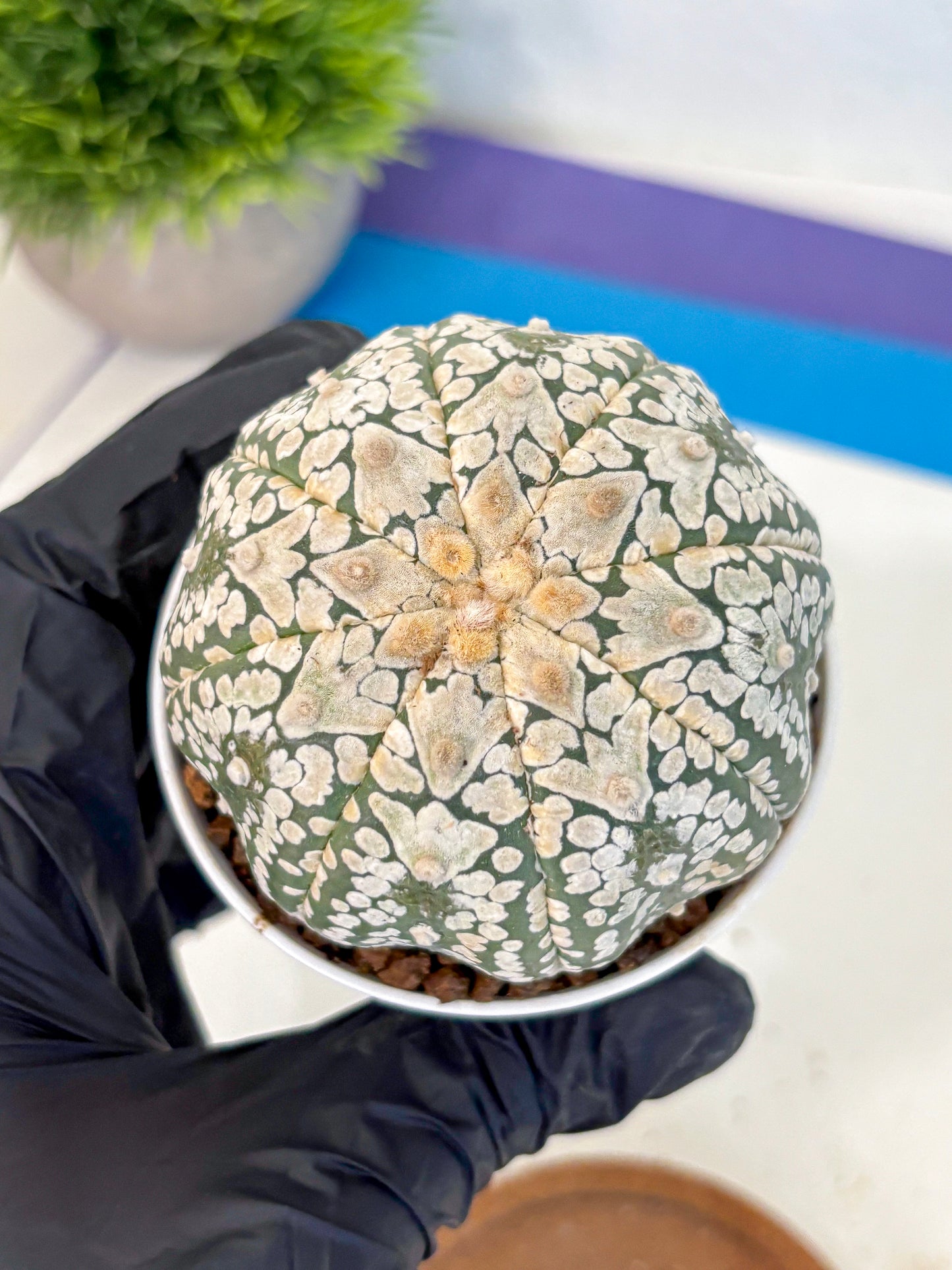 Astrophytum V Type (at4) (15) | Star Cactus