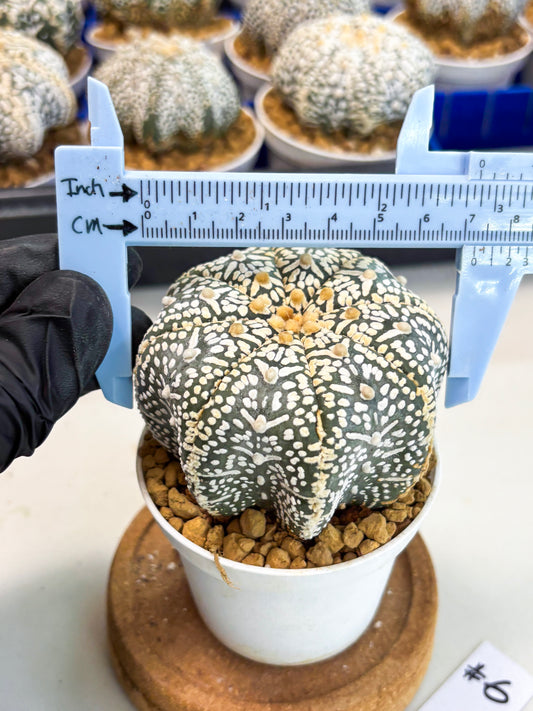 Astrophytum Star Shape (at3) (r6) | Rare Cactus