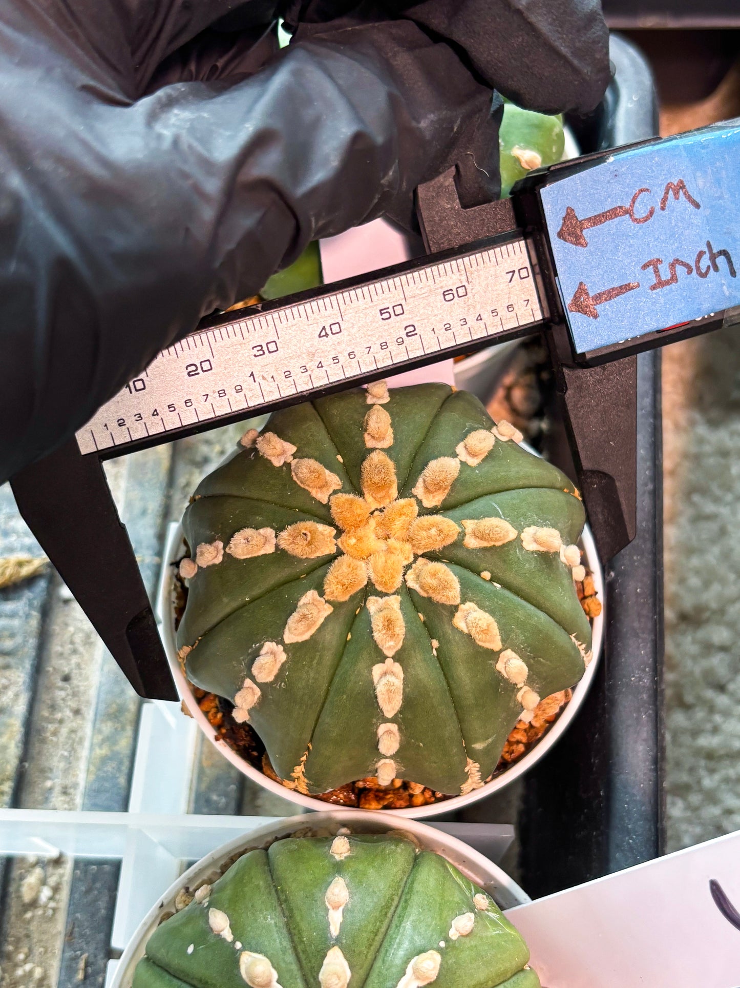 Astrophytum V-Type Nudum (T9) (p6) | Imported Plants