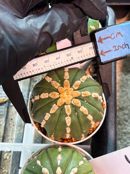 Astrophytum V-Type Nudum (T9) (p6) | Imported Plants