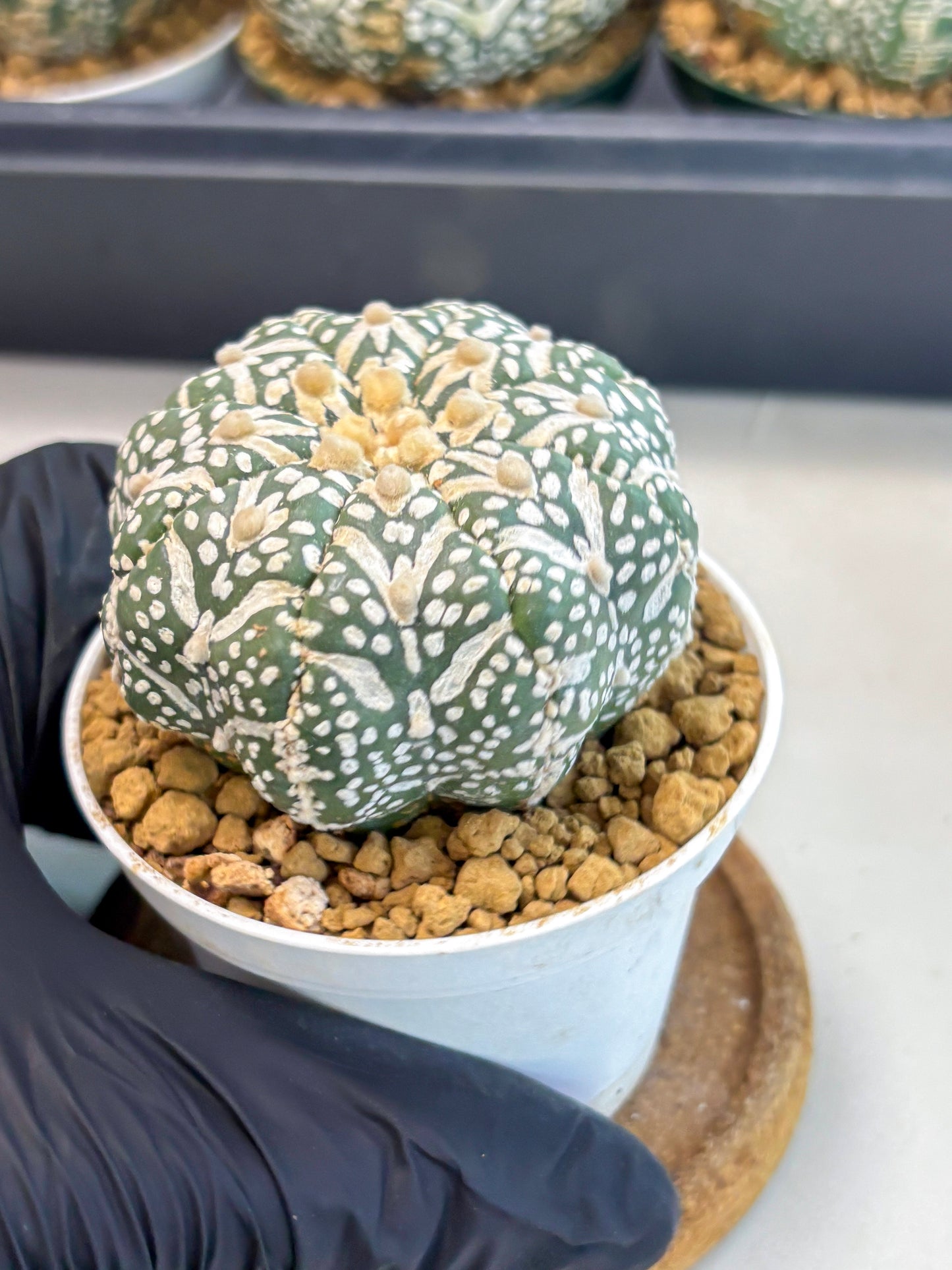 Astrophytum V-Type (at6) (r7) | Rare Star Cactus